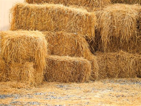 Hay is primarily a nutritious feed for animals, harvested while green and dried for preservation. In contrast, Straw is the residual stalks from cereal crops like wheat and barley after the grain has been harvested. Hay retains its nutritional value and is rich in protein, making it essential for livestock diet.